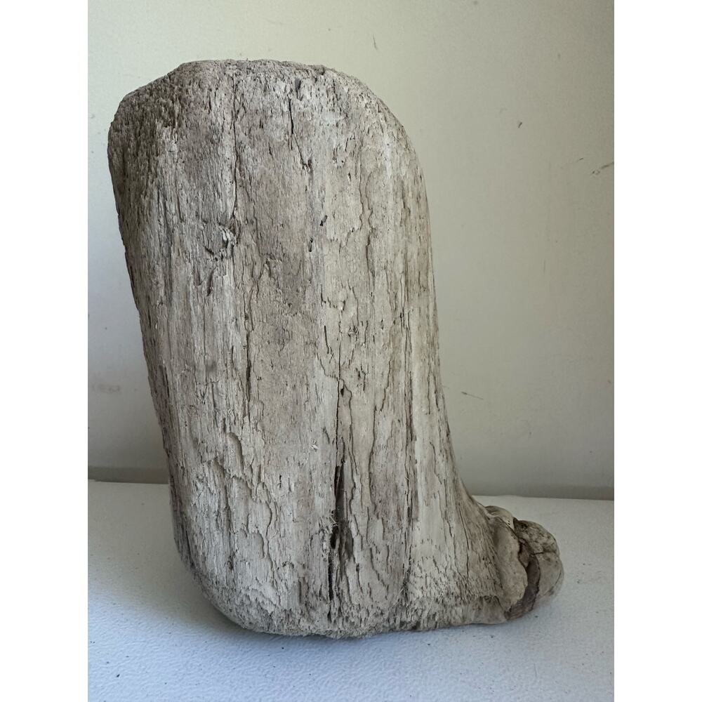 White Petrified Wood Rough Natural Display Item ocean beach log one of a kind
